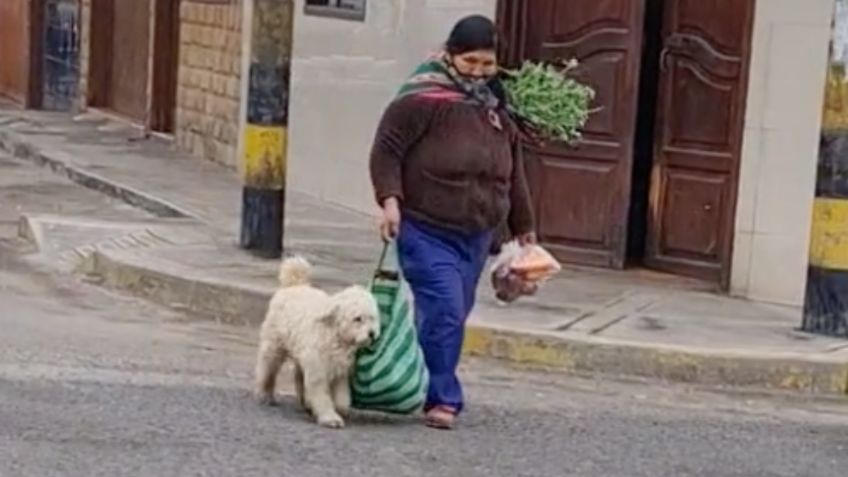 VIDEO: Perrito enternece en las redes por ayudar a su dueña a cargar bolsa del mandado