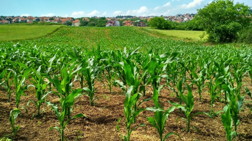 Agricultura apoya con acciones para mitigar efectos de la sequía