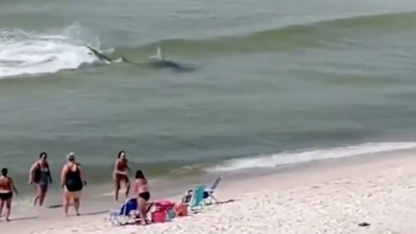 La impresionante persecución de un tiburón a una raya frente a bañistas en playa | VIDEO