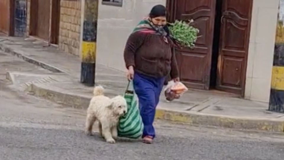 Su ama lleva varias cosas en sus dos manos por lo que el tierno can le ayuda