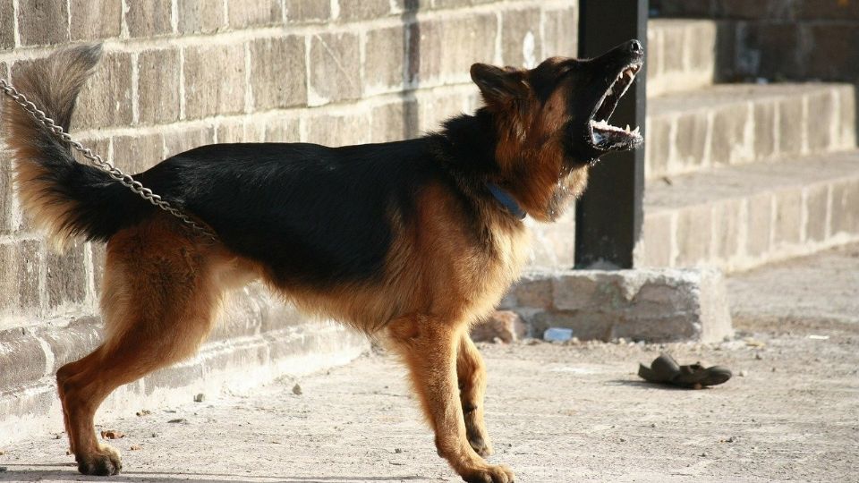 El perro era de raza mixta, aparentemente tenía genes de pastor alemán