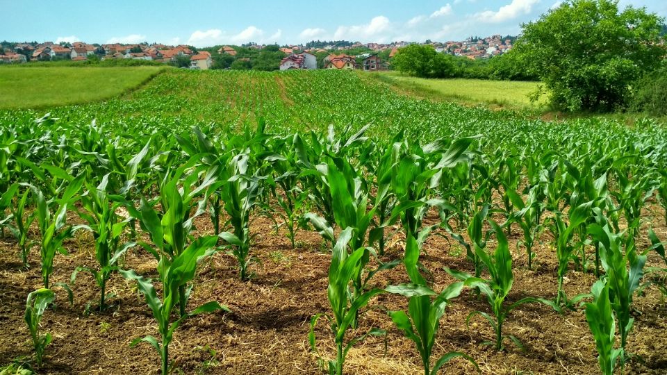 A nivel mundial, se generan 9.6 millones de toneladas de bióxido 
de carbono