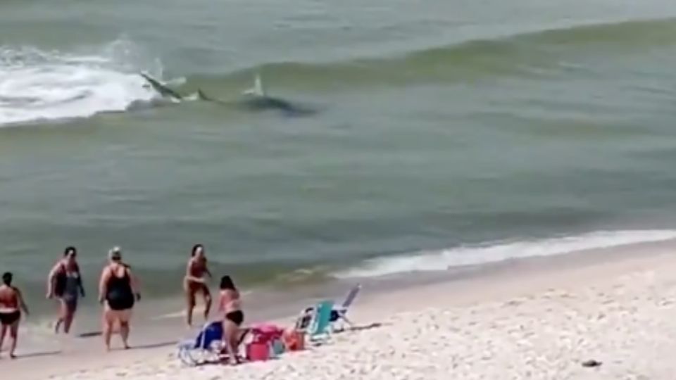 El tiburón martillo utiliza su gigante cabeza en forma de martillo para atrapar e incluso matar a sus presas