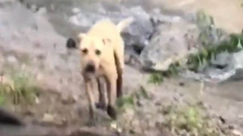 Captan momento en el que un perrito se salva de ser devorado por un cocodrilo | VIDEO