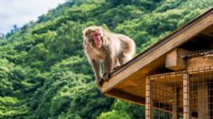 ¡Terror en Japón! Monos se apoderan de una ciudad y atacan a habitantes