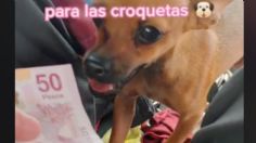 Taxista carga con su TIERNA perrita chihuahua al trabajo al no tener quien se la cuide | VIDEO