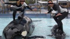 "No quiero morir": Las últimas palabras de una entrenadora antes de ser asesinada por una orca en parque acuático