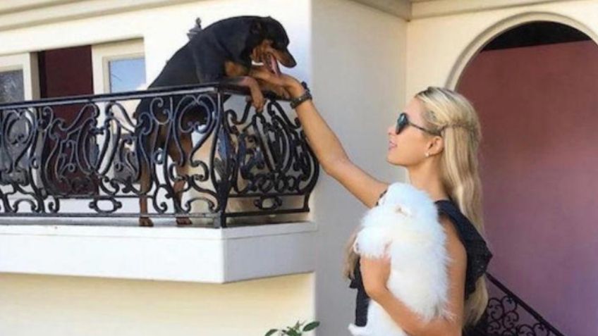 Paris Hilton presume la lujosa MANSIÓN de 7 millones de pesos de sus perritos