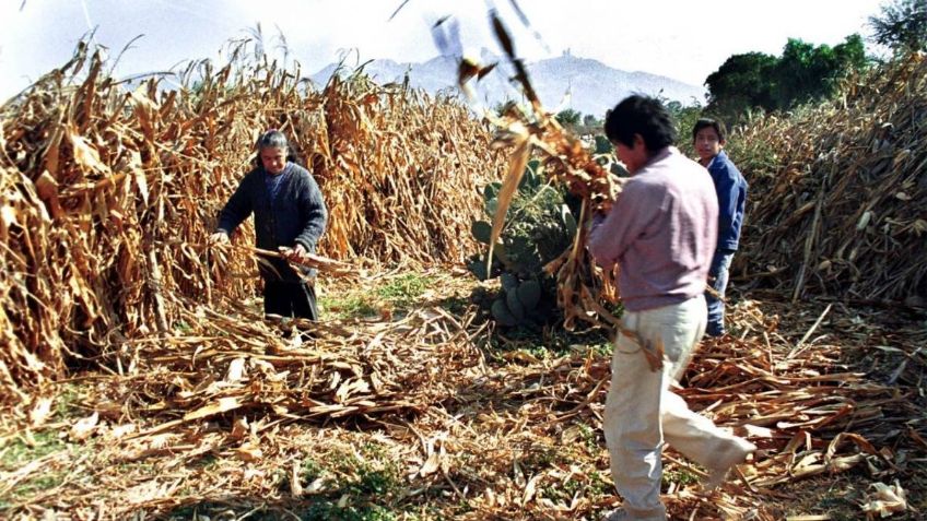 Sader: Producción de 20 alimentos básicos crecerá en 5.4 millones de toneladas