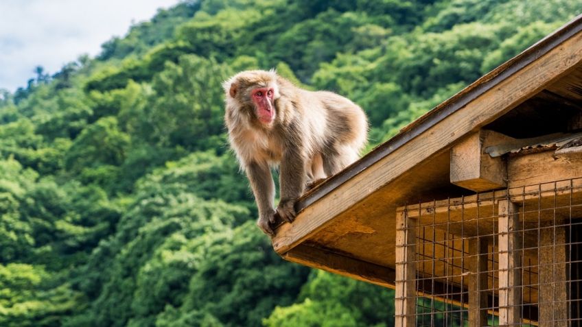 ¡Terror en Japón! Monos se apoderan de una ciudad y atacan a habitantes