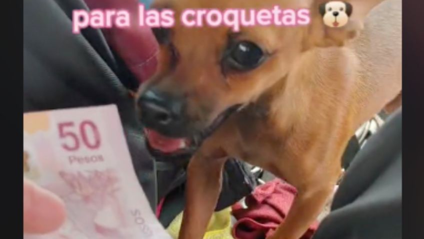 Taxista carga con su TIERNA perrita chihuahua al trabajo al no tener quien se la cuide | VIDEO