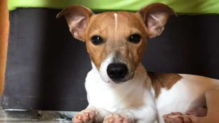 "Nachito", el perrito que dio su vida defendiendo a su familia de una serpiente venenosa; así lo despidió su dueño