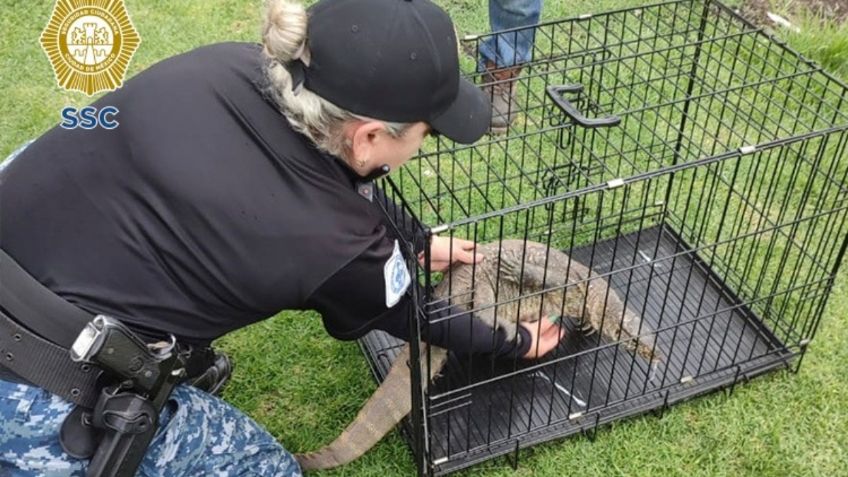 Encuentran a rara criatura en canales de Xochimilco ¿Qué era? | VIDEO