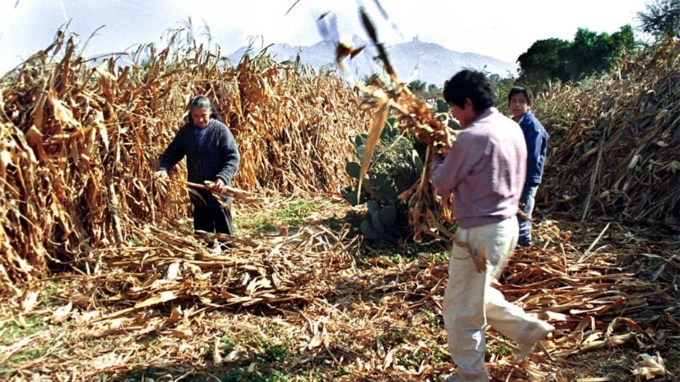 El campo es una de las áreas que serán beneficiadas.