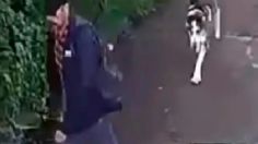 Maltrato animal en Michoacán: Captan a presunto cuidador que pateó, golpeó y jaloneó con furia a perrita | VIDEO