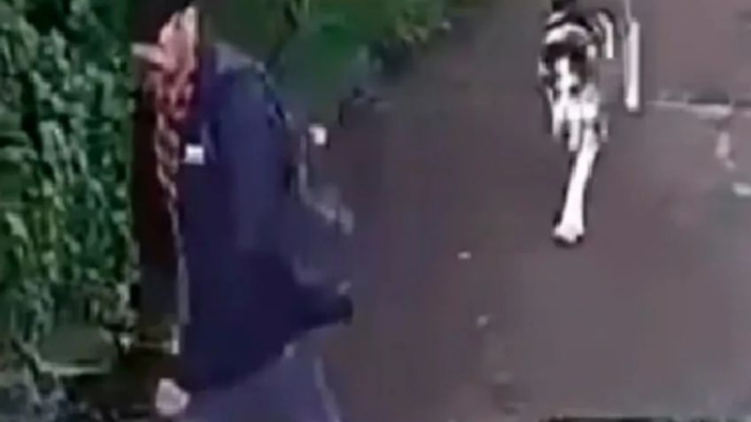 Maltrato animal en Michoacán: Captan a presunto cuidador que pateó, golpeó y jaloneó con furia a perrita | VIDEO