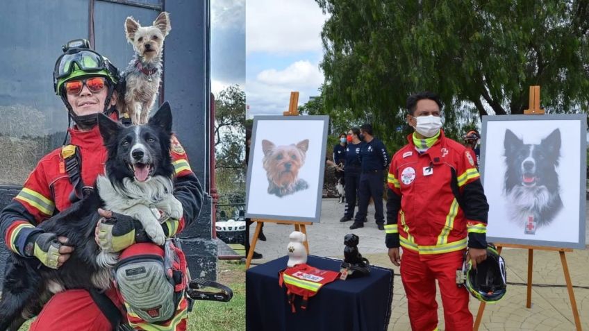 Hallan culpable al asesino de Athos y Tango: Podría pasar hasta 18 años en la cárcel por envenenar a los perritos rescatistas