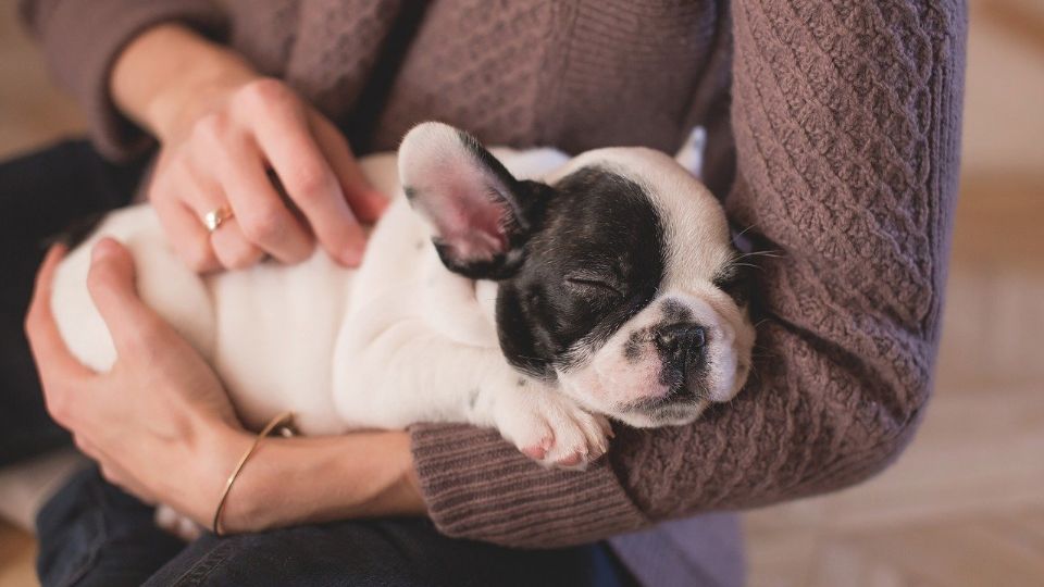 Hay al menos 30 mascotas muertas por esta enfermedad