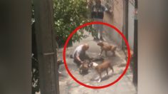 FUERTE VIDEO | Vecinos captan momento en que cinco pitbull atacan violentamente a otro perro