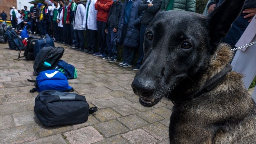 Fiscalía de la CDMX lanza encuesta para nombrar 4 perritos policía; así puedes votar