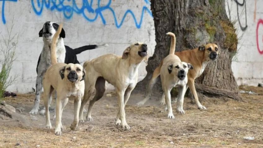 Conmoción en Florida: cinco perros atacaron brutalmente a un cartero de 61 años