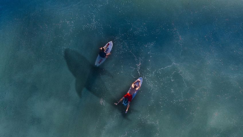 Ataque inédito: tiburón blanco parte un kayak a la mitad y tripulante vive para contarlo