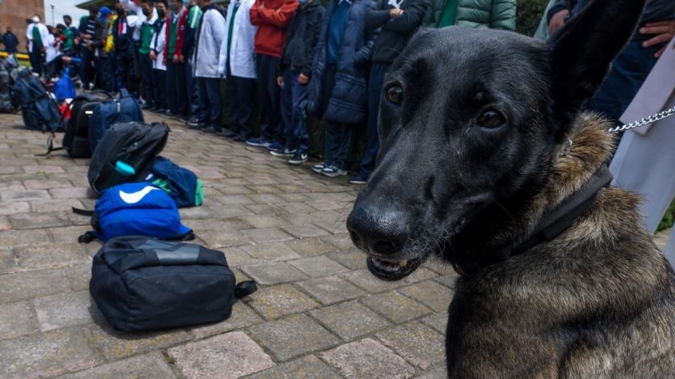 Ganarán los nombres que tengan más votos para cada uno de los cachorros. FOTO: Cuartoscuro