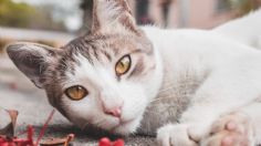 3 razas de gatos que brillan por su inteligencia