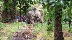 Elefante parte por la mitad a su cuidador tras obligarlo a trabajar bajo calor extremo