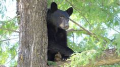 Maltrato animal en Coahuila: ¿Cuántos años de cárcel pueden dar a los responsables de torturar y matar al pequeño oso negro?