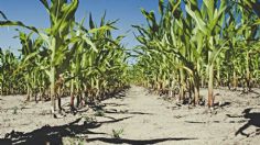 Gobierno de México salvaguarda la seguridad agroalimentaria del país