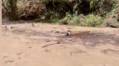 Tragedia en Arizona: Muere joven turista tras ser arrastrada por una torrente de agua fangosa | VIDEO