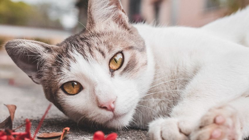 3 razas de gatos que brillan por su inteligencia