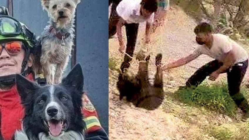 Asesinos del osezno de Coahuila deben ser castigados como el de Athos y Tango, asegura Animal Heroes