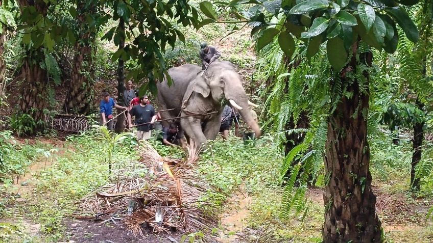 Elefante parte por la mitad a su cuidador tras obligarlo a trabajar bajo calor extremo