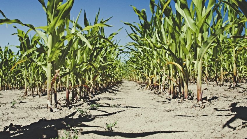 Gobierno de México salvaguarda la seguridad agroalimentaria del país