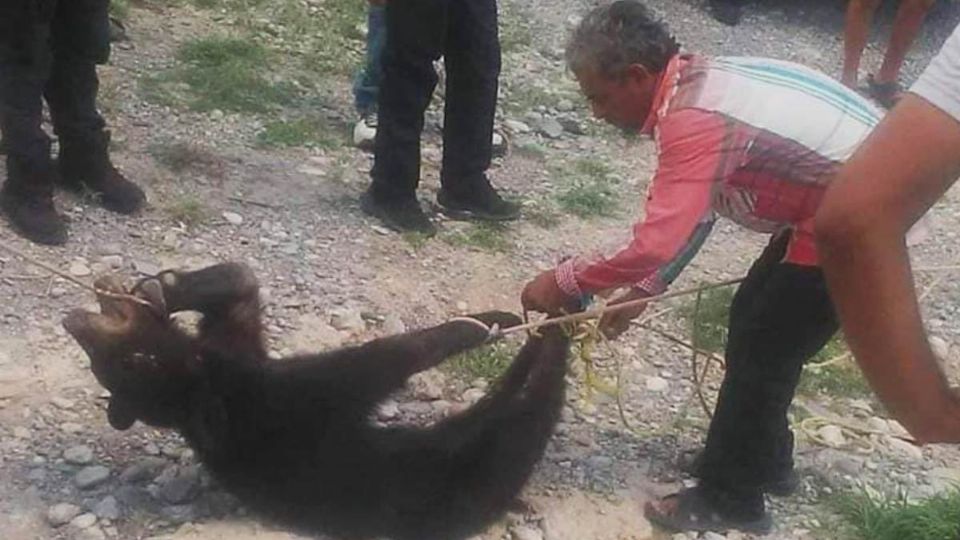 El animal murió debido a las agresiones que recibió