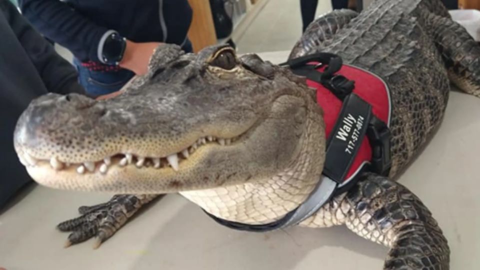 El concurso de mascotas favoritas incluye rondas de votos en línea para determinar qué animal será coronado como el ganador