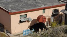 Descuidan protección de osos negros en Coahuila