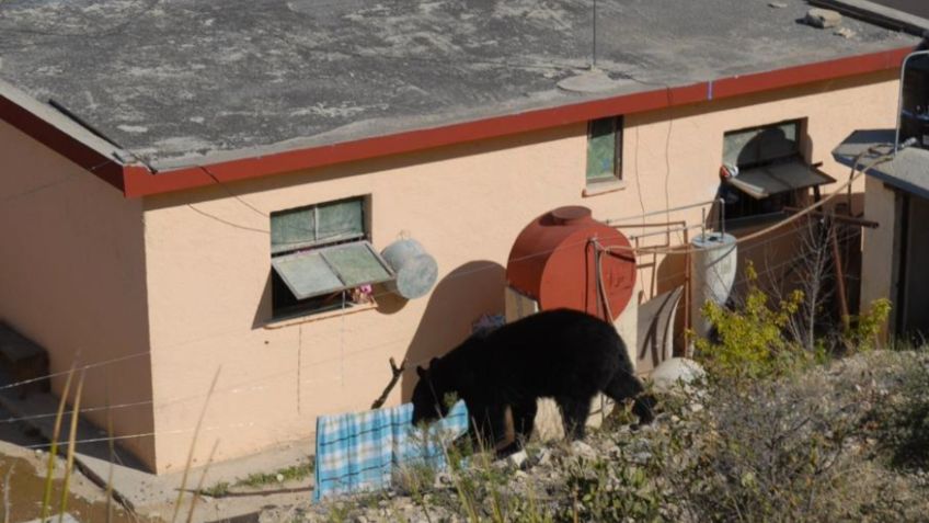 Descuidan protección de osos negros en Coahuila