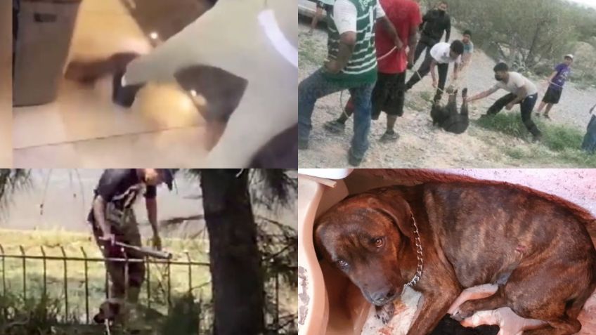 Maltrato animal; la infame lista de la violencia en 2022