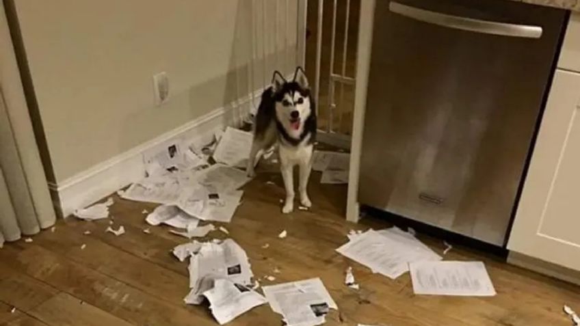 "Mi perro se comió las tareas de mis alumnos": profesor se vuelve viral por travesura de su mascota