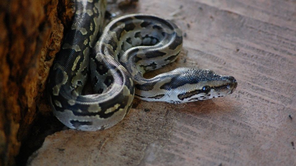 El sujeto abandonó a los animales en frente de una escuela