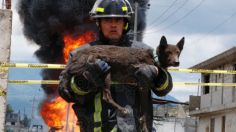 Heroico: bombero rescata a perrito tras la explosión de un ducto en Amozoc, Puebla