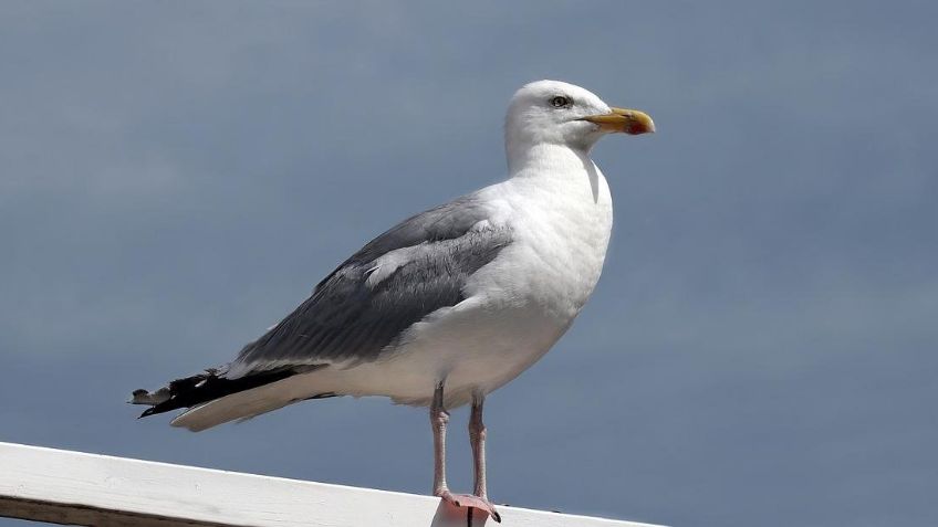 Insólito: Detienen a hombre por asaltar a una mujer y golpearla con una gaviota