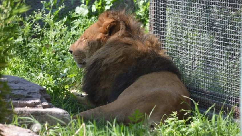 Leones rescatados de Black Jaguar White Tiger tienen nuevo hogar