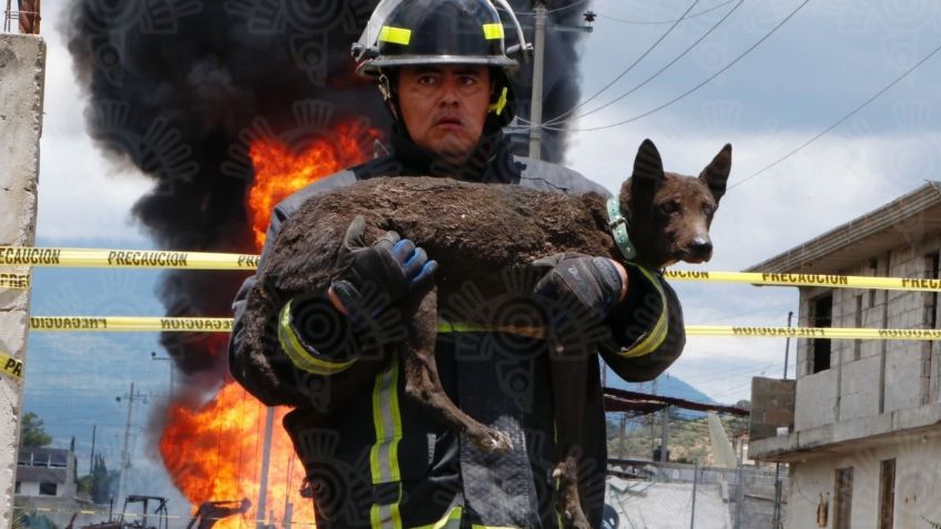 Heroico: bombero rescata a perrito tras la explosión de un ducto en Amozoc, Puebla