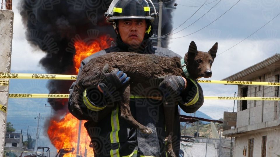 El perro fue rescatado sin lesiones