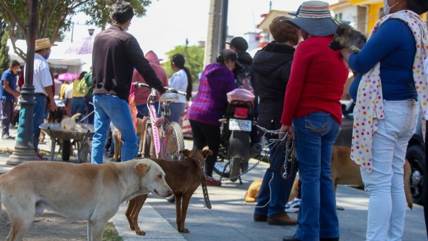 Realizan desfile de mascotas en la calle y perrito sin hogar se pone triste al ver que todos tienen dueño