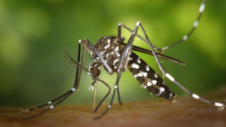 Mosquito transmisor del virus del dengue